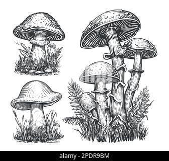 Jeu de croquis de champignons. CEP Mushroom, comestible Boletus croissant dans la forêt d'automne. Illustration vectorielle Illustration de Vecteur