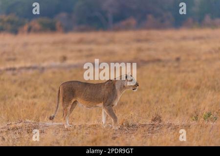 Un lion femelle Panthera Leo, vu dans le parc national de Hwange au Zimbabwe. Banque D'Images