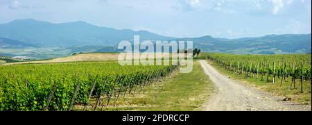 Vue imprenable sur les vignobles et les terres agricoles avec de petits villages à l'horizon. Paysage rural d'été de collines ondulantes, de routes courbées et de cyprès de Tu Banque D'Images