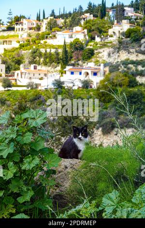Chat noir et blanc dans la végétation verte à Tala Cats, près de Phaphos Pafos région de Chypre en hiver, soleil d'hiver Banque D'Images