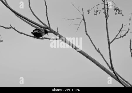 Magpie sur branche et ciel bleu posant Banque D'Images