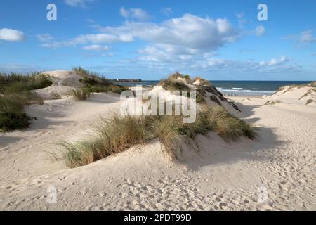 Dunes de sable derrière la plage Praia da Cova da Alfarroba, Peniche, région centrale, Portugal, Europe Banque D'Images