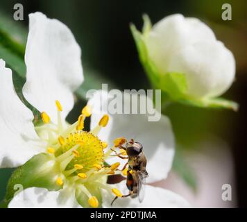 Une petite mouche volent se nourrissant sur le nectar d'une fleur de fraise Banque D'Images