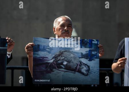 Les membres de l'organisation internationale "Egalité des animaux, tenant des affiches montrant les mauvais traitements et la cruauté avec lesquels des millions d'animaux vivent, ont pris des mesures à la Chambre des députés pour livrer plus de 100 000 signatures qu'ils ont recueillies dans tout le pays, De citoyens qui soutiennent l'initiative qui vise à modifier la Constitution mexicaine afin que le Congrès de l'Union puisse légiférer sur le bien-être et la protection des animaux. De cette façon, la première loi générale sur le bien-être animal du Mexique sera adoptée, qui fournira la sécurité juridique au niveau fédéral pour protéger tous les animaux a Banque D'Images