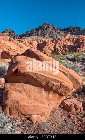 Formations rocheuses de grès Aztec, dunes Petrified de Redstone, Black Mtns volcaniques dans dist, région de Northshore Rd, zone de loisirs de Lake Mead Natl, Nevada USA Banque D'Images