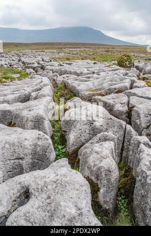 Ingleborough au loin, au-delà de l'un des trottoirs en calcaire des Yorkshire Dales Banque D'Images