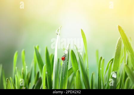 Herbe verte avec rosée et minuscule coccinelle sur fond flou, gros plan Banque D'Images