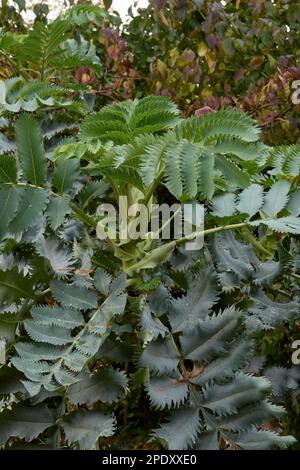 Melianthus feuilles fraîches majeures Banque D'Images