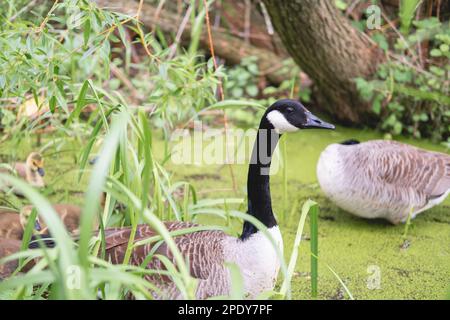 Une famille de canards avec plusieurs petits canetons sur un lac ou un étang entouré d'herbe verte et de plantes à Figgate Park à Édimbourg, en Écosse. Banque D'Images