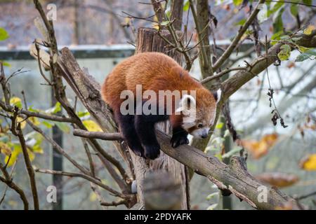 Ailurus fulgens, Panda rouge sur l'arbre Banque D'Images