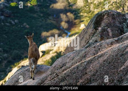 Cerf sur un rocher surplombant une vallée pleine d'arbres et une rivière Banque D'Images