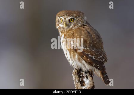 Hibou - hibou pygmée eurasien (Glaucidium passerinum) assis sur la branche dans la forêt de chênes. Symbole de sagesse. Détail de l'oiseau qui regarde hors de l'appareil photo. Banque D'Images