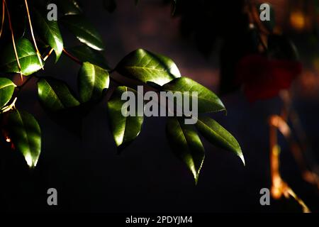 Le soleil brille à travers une fenêtre ouverte, illuminant le feuillage vert luxuriant d'une plante intérieure dans une pièce faiblement éclairée Banque D'Images