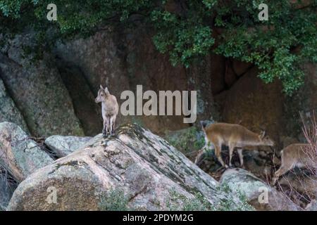 Paire de cerfs dans le profil près de roche de granit sur la montagne avec de petits bois Banque D'Images