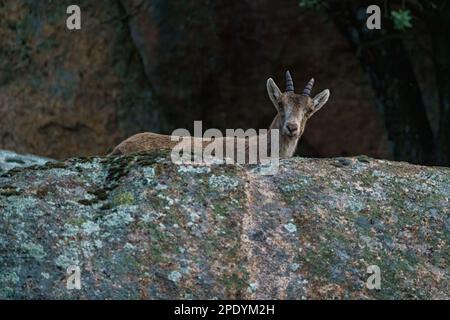 Cerf en profil près de roche de granit sur la montagne avec de petits bois Banque D'Images