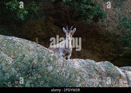 Cerf en profil près de roche de granit sur la montagne avec de petits bois Banque D'Images