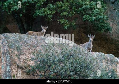 Paire de cerfs dans le profil près de roche de granit sur la montagne avec de petits bois Banque D'Images