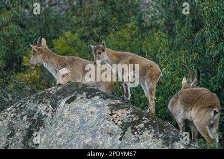 Trois cerfs dans la forêt sur un grand rocher de granit Banque D'Images