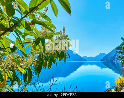 La surface bleue du lac de Lugano, entourée de Lugano Prealps et vue à travers les plantes en fleurs, Albogasio, Valsolda, Italie Banque D'Images