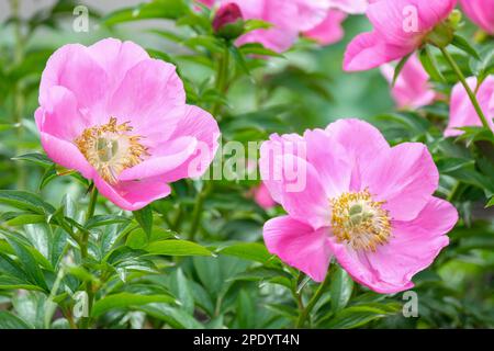 Paeonia veitchii, pivoine de Veitch, herbacée vivace avec des fleurs uniques en forme de soucoupe rose, étamines jaunes Banque D'Images