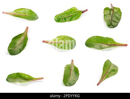 Différentes variantes de feuilles de salade de vergers isolées sur fond blanc Banque D'Images