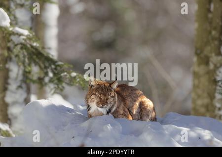 Lynx eurasien (Lynx lynx) dans la neige dans le parc national de la forêt bavaroise, Bavière, Allemagne. Banque D'Images