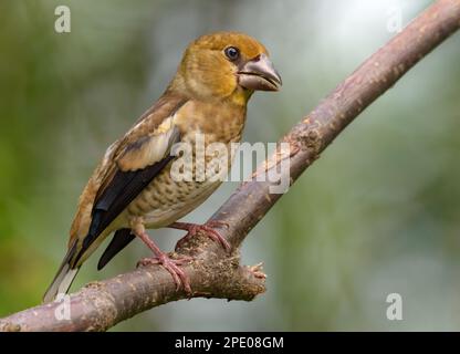Jeunes colporteurs (coccothrautes coccothrautes) perchés sur une branche avec vue latérale et un arrière-plan estival propre Banque D'Images