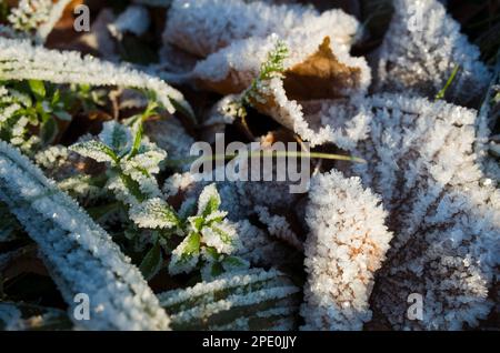 Gel sur l'herbe et les feuilles tombées en saison froide, cristaux de glace de fond de nature de givre Banque D'Images