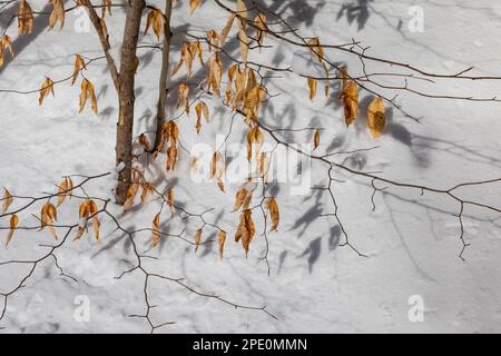 American Beech, Fagus grandifolia, feuilles marcesentes le long des pistes de ski de Munising à Pictured Rocks National Lakeshore, Munising, Upper Peninsula, Michiga Banque D'Images