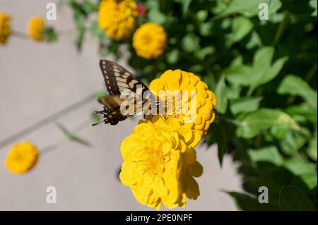 Un papillon tigre perché délicatement sur un amas de fleurs jaunes avec ses ailes repliées fermées Banque D'Images