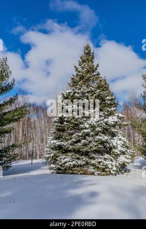 Arbres sur une ferme de longue date se défrichant le long des pistes de ski de Munising à Pictured Rocks National Lakeshore, Munising, Upper Peninsula, Michigan, États-Unis Banque D'Images