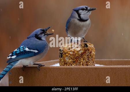 Un magnifique geai bleu le matin d'hiver. Ce grand songbird est familier à beaucoup de gens, avec sa crête perky, bleu, blanc et plumage noir. Banque D'Images