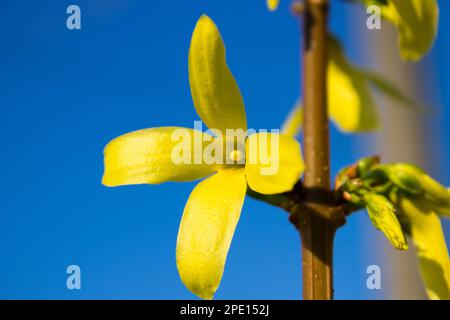 Fleurs de forsythia. Forsythia est un genre de plantes à fleurs de la famille des Oleaceae - famille des olives. Printemps naturel ensoleillé fond floral Banque D'Images