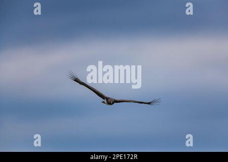 Un aigle martial est vu en vol dans le parc national de Hwange au Zimbabwe. Banque D'Images