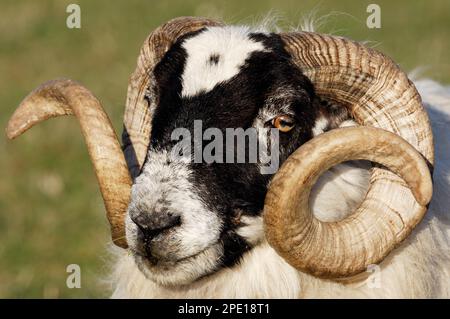 Mouflon à face noire (ovis domesticus) gros plan d'un bélier au printemps avec un impressionnant ensemble de cornes, île d'Islay, Hebrides, Écosse, avril 2007 Banque D'Images