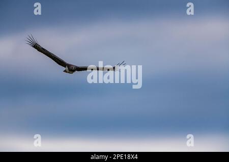 Un aigle martial est vu en vol dans le parc national de Hwange au Zimbabwe. Banque D'Images