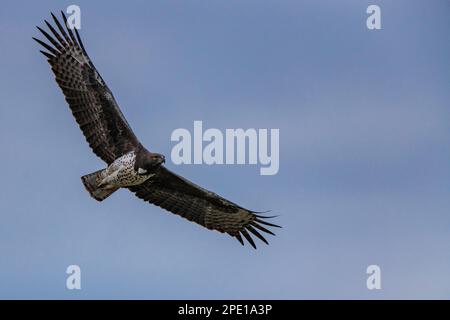 Un aigle martial est vu en vol dans le parc national de Hwange au Zimbabwe. Banque D'Images