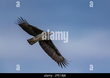 Un aigle martial est vu en vol dans le parc national de Hwange au Zimbabwe. Banque D'Images