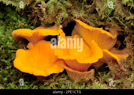 Champignons chanterelles (Cantharellus cibarius) qui poussent dans la forêt de conifères, Inverness-shire, Écosse, août 2008 Banque D'Images