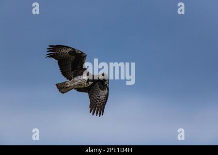 Un aigle martial est vu en vol dans le parc national de Hwange au Zimbabwe. Banque D'Images