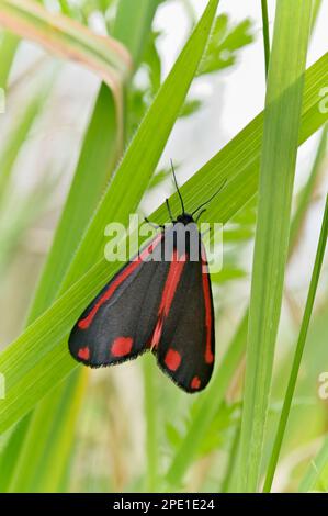 La Moth cinnabar (Tyria jacobaeae), reposant sur le dessous d'une lame d'herbe par temps frais et couvert, North Northumberland, mai 2022 Banque D'Images