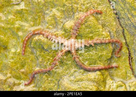 Common fragile Star (Ophiothrix fragilis) a décapé l'animal hors de l'eau, montrant le dessous, Berwickshire, Écosse, avril 2015 Banque D'Images