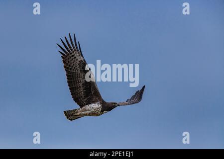 Un aigle martial est vu en vol dans le parc national de Hwange au Zimbabwe. Banque D'Images