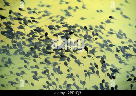 Masse de grenouille commune (Rana temporaria) de têtards nageant dans l'eau contaminée par des sédiments causés par le déperfellement des terres arables après de fortes pluies. Banque D'Images