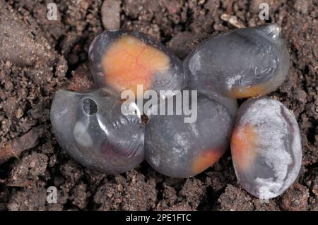 Lizard commun / vipare vivivipare (Zotoca vivipara) récemment pondus 'oeufs' membraneux, montrant également le sac de jaune, photographié dans des conditions contrôlées. Banque D'Images