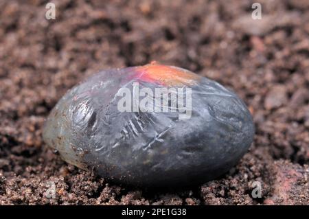 Lizard commun / vipare vivivipare (Zotoca vivipara) gros plan de 'oeuf' membraneux sur le point d'éclore, montrant le sac de jaune, photographié dans des conditions contrôlées. Banque D'Images