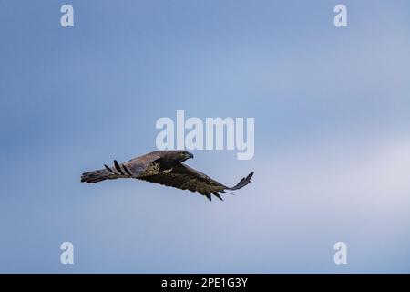 Un aigle martial est vu en vol dans le parc national de Hwange au Zimbabwe. Banque D'Images