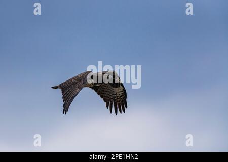 Un aigle martial est vu en vol dans le parc national de Hwange au Zimbabwe. Banque D'Images