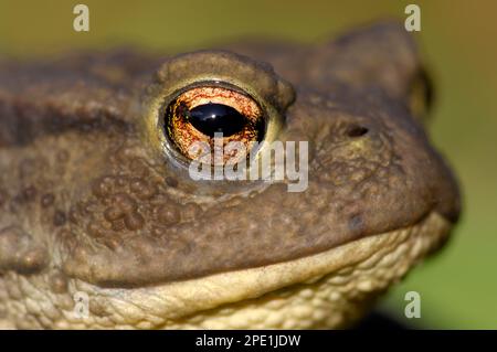 Common Toad (Bufo bufo) gros plan d'un adulte photographié dans un jardin, Berwickshire, Scottish Borders, Écosse, septembre 2007 Banque D'Images