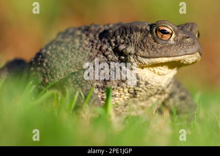 Common Toad (Bufo bufo) adulte photographié dans le jardin, Berwickshire, Scottish Borders, Écosse, septembre 2007 Banque D'Images